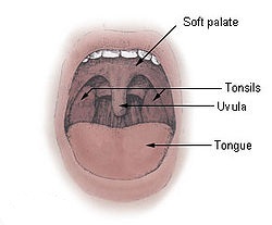250px-tonsils_diagram