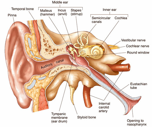 Preventing Ear Infections